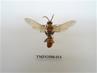 藏品(黑紋長腳蜂)的圖片